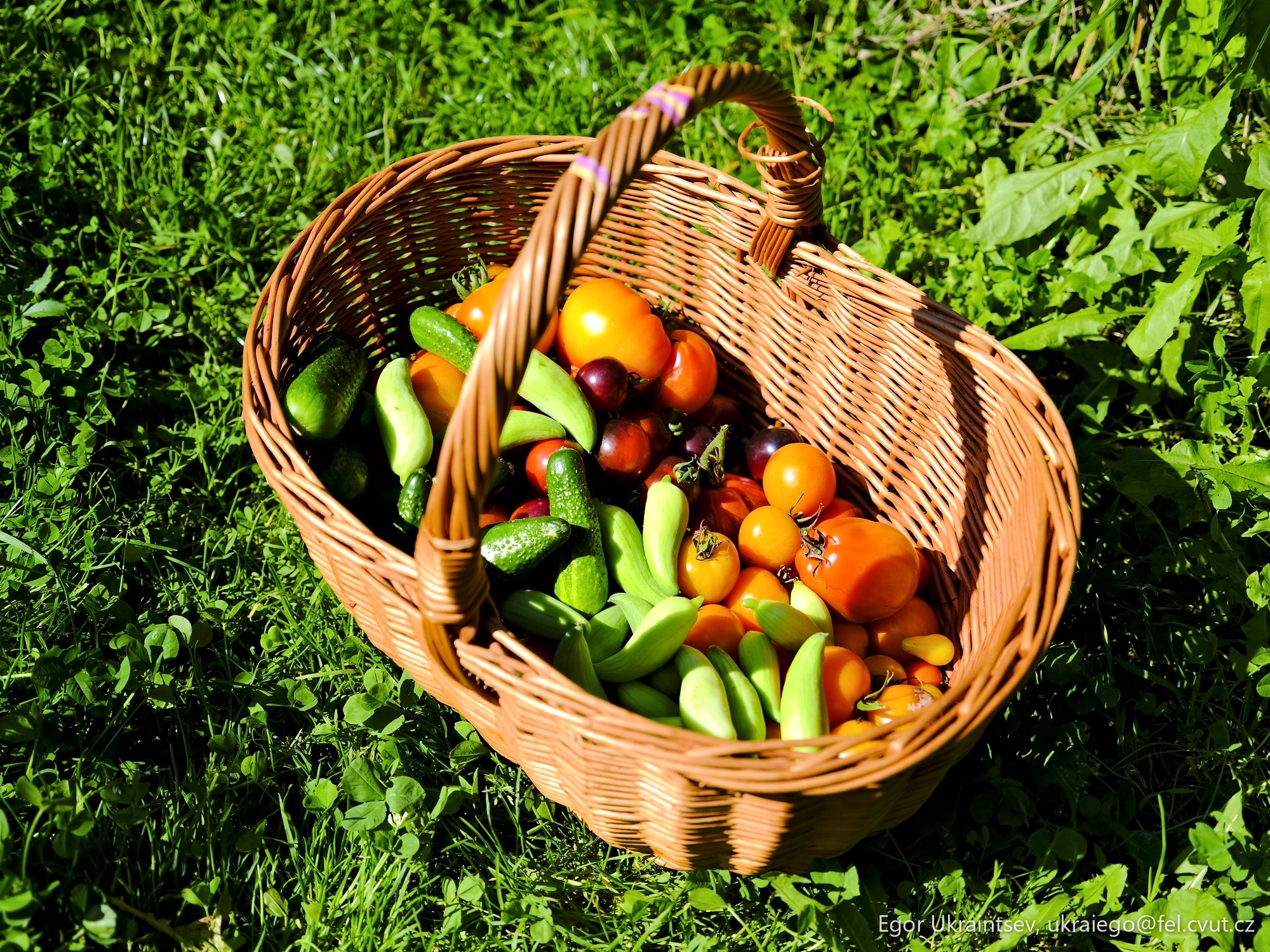 Basket of fruit