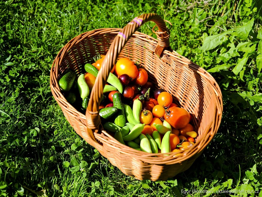 Basket of fruit