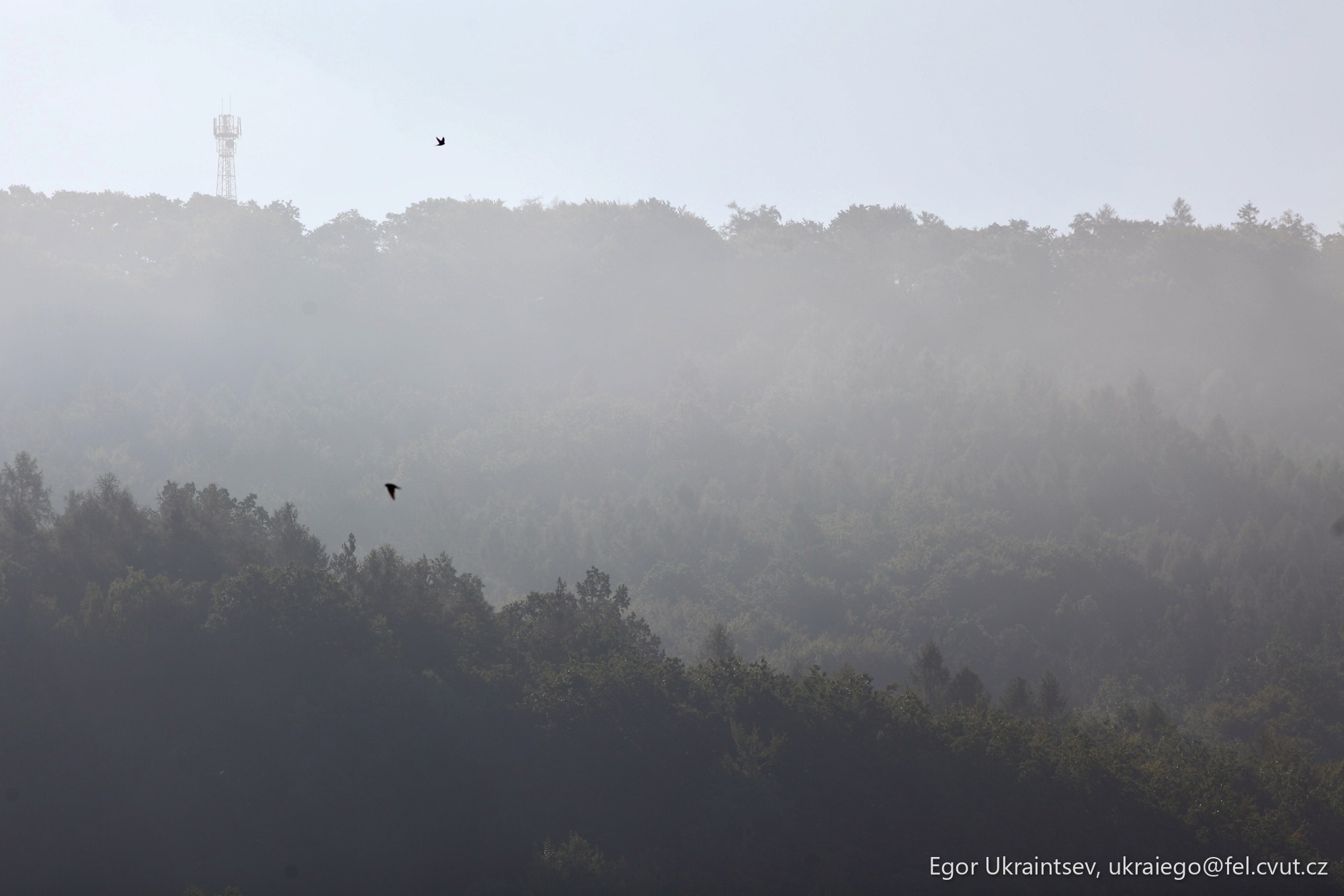 Bird flying over a forest