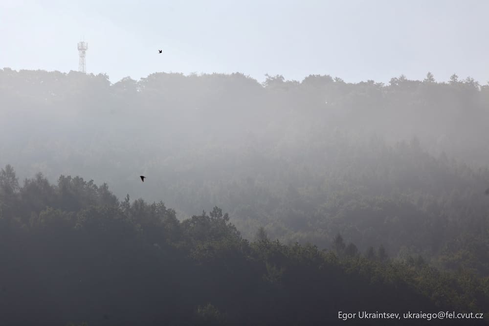 Bird flying over a forest