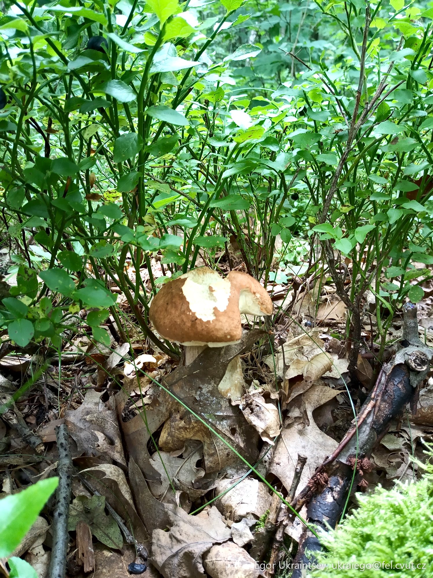 Mushroom on the forest floor