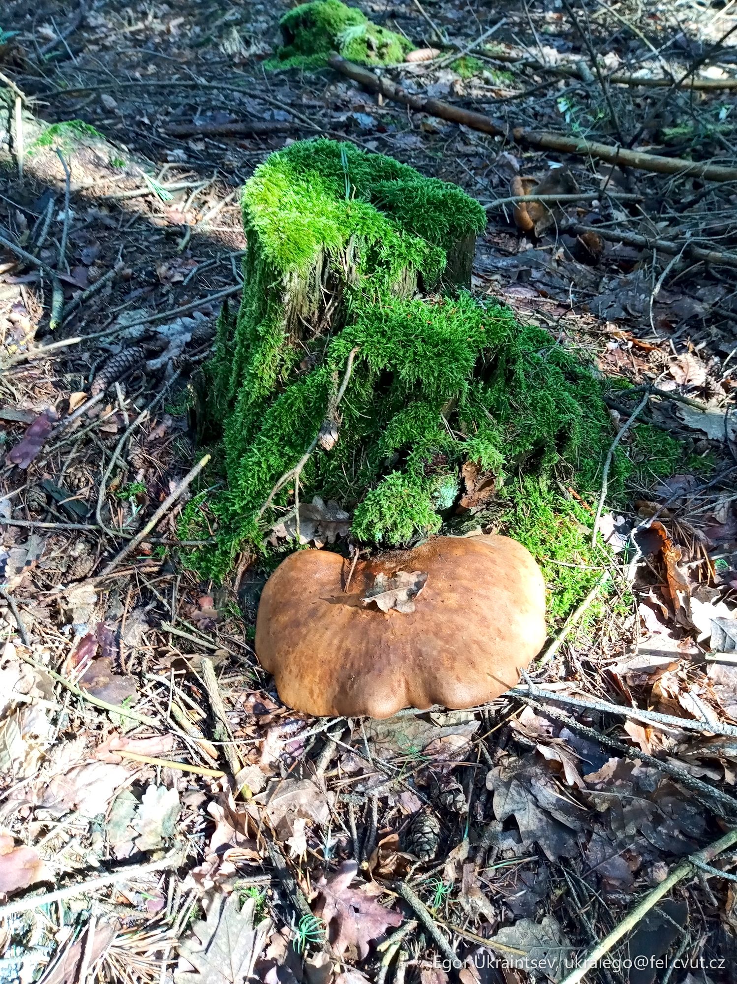 Mushroom on the forest floor