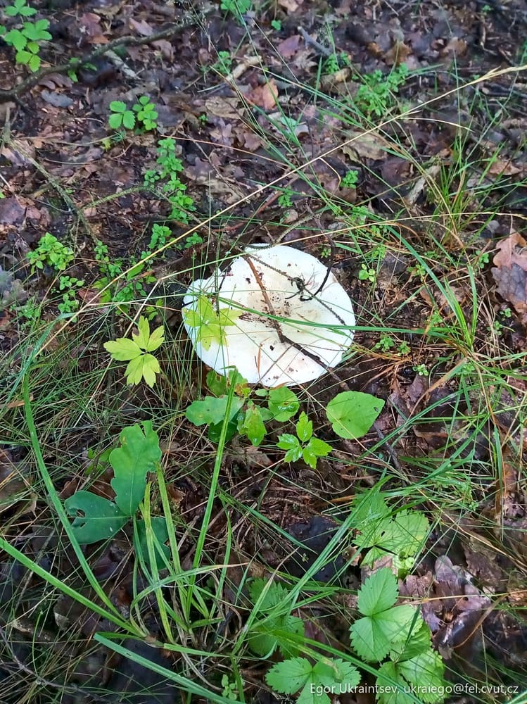 Dead leaf on the ground