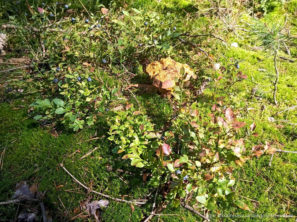 Moss growing on the forest