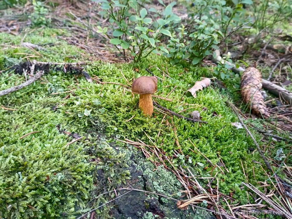 Mushroom on a moss covered