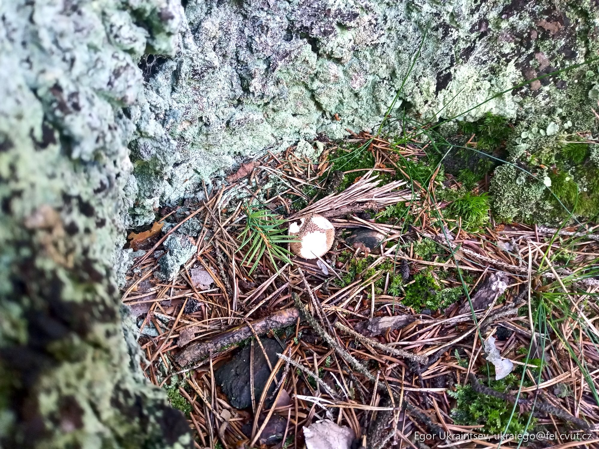 Moss growing on a tree
