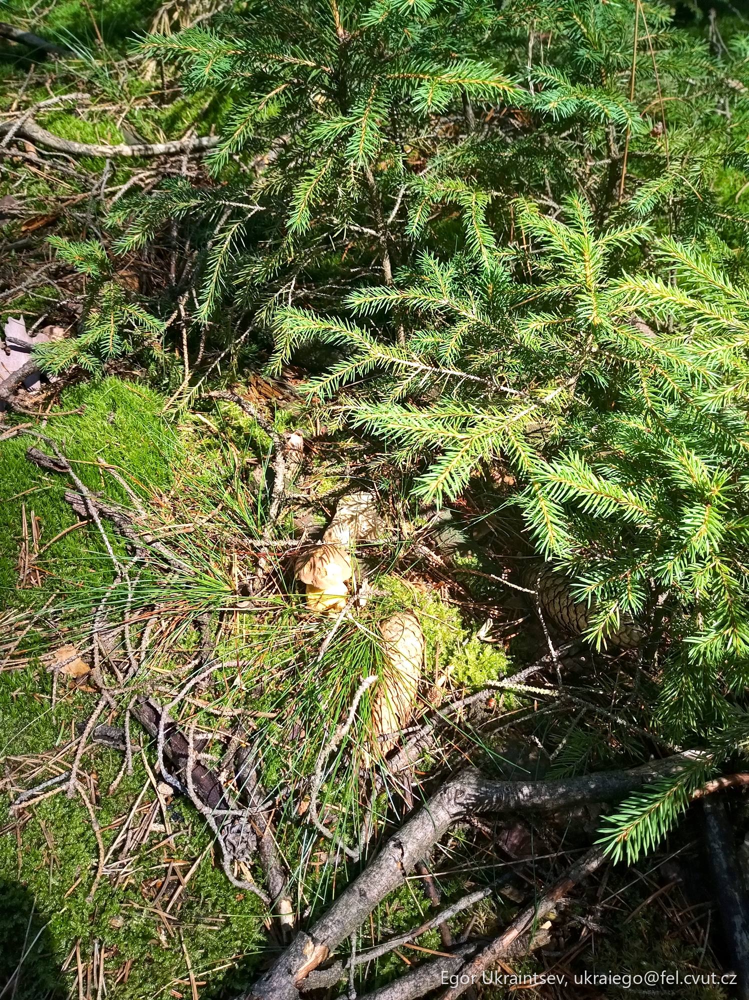 Small pine tree