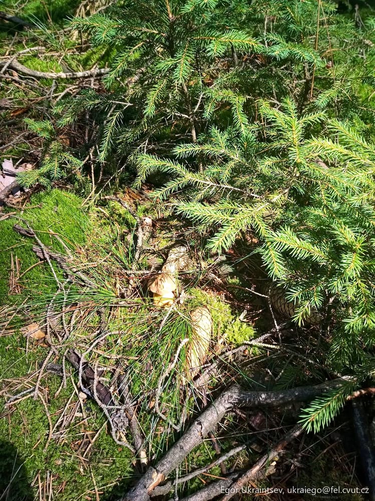 Small pine tree