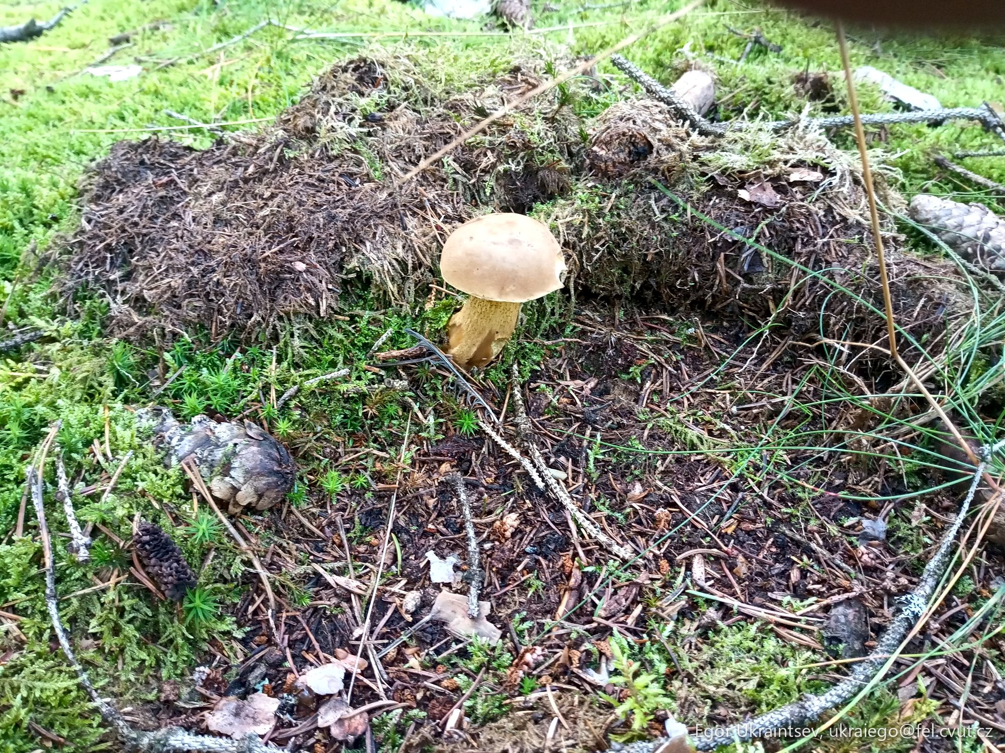 Mushroom on the ground
