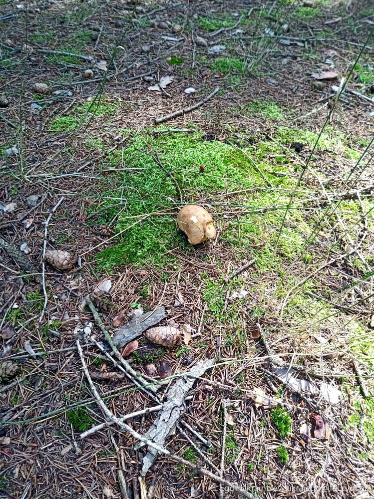 Mushroom on the forest floor