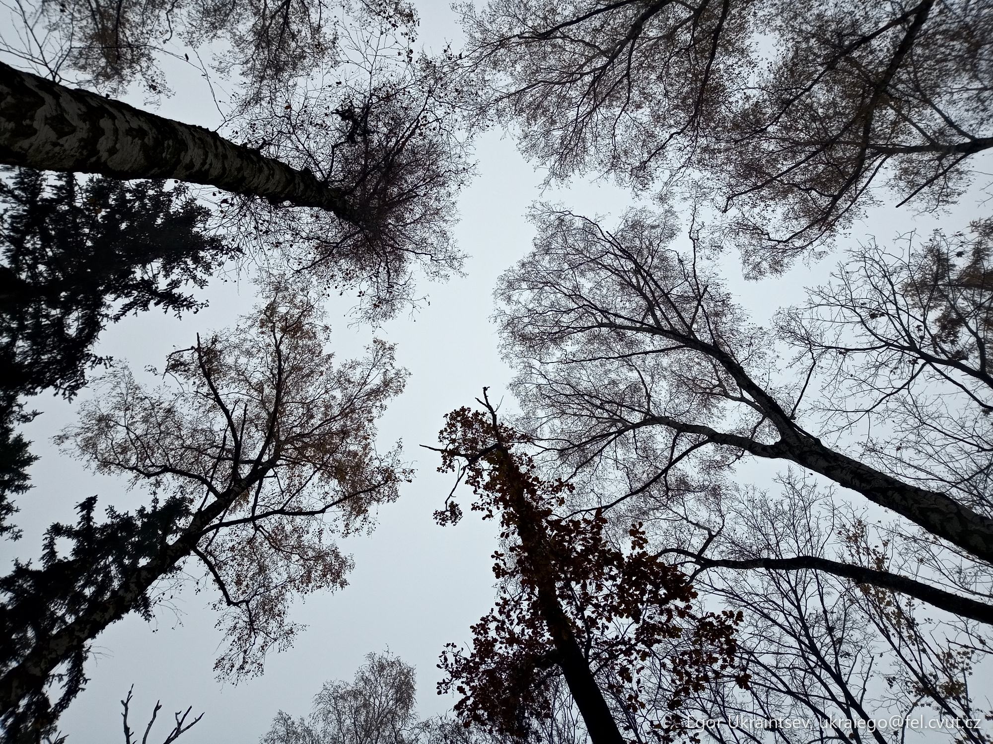 Trees looking up