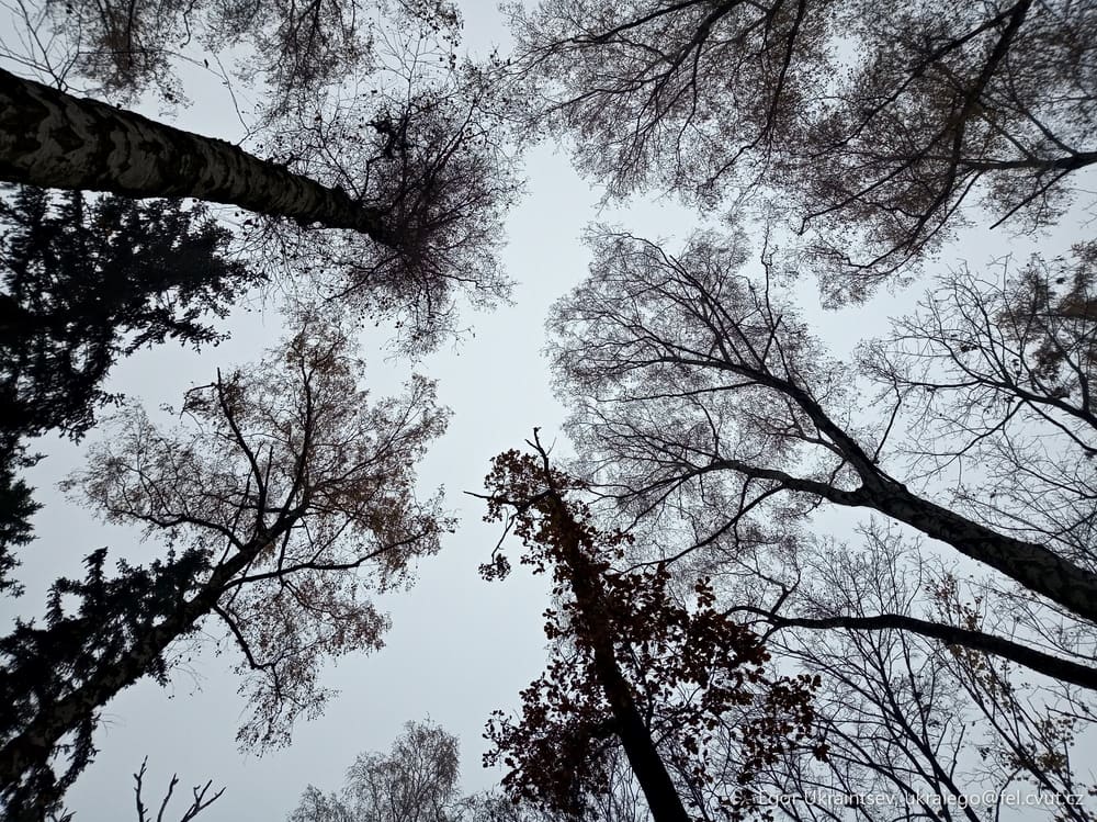 Trees looking up