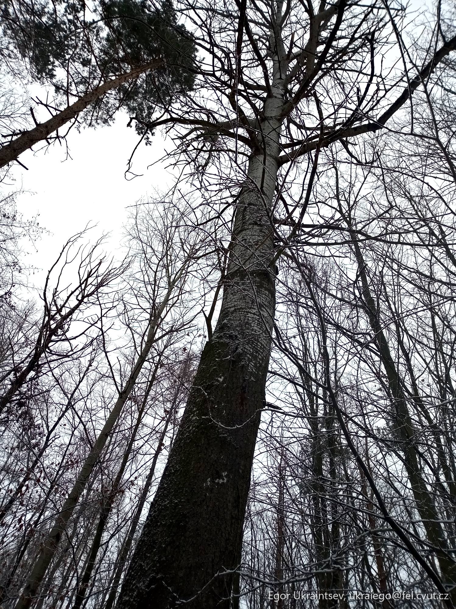 Tall tree in the snow