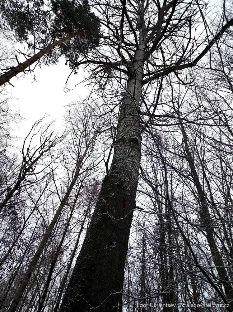 Tall tree in the snow