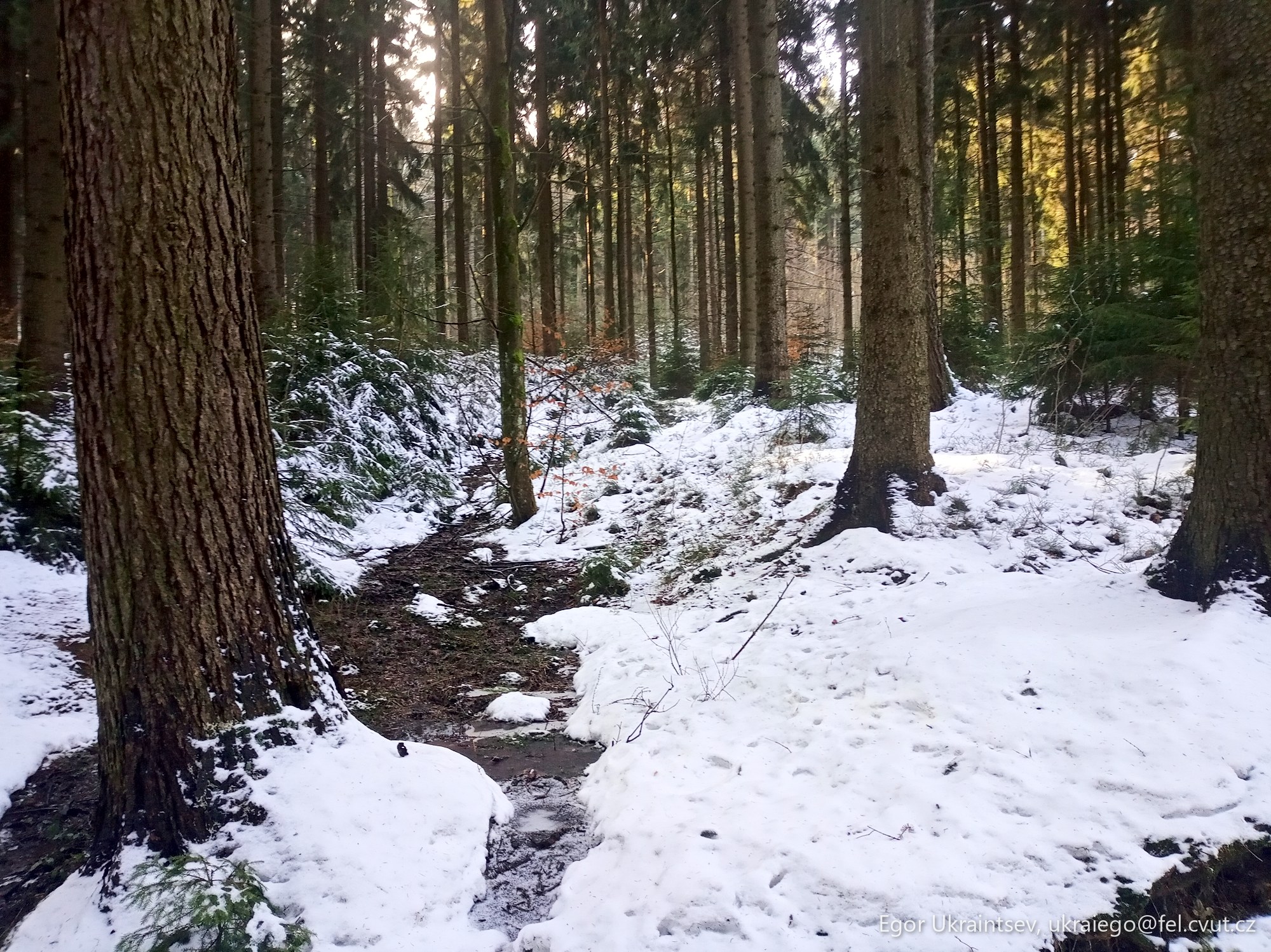 Snowy trail in the woods