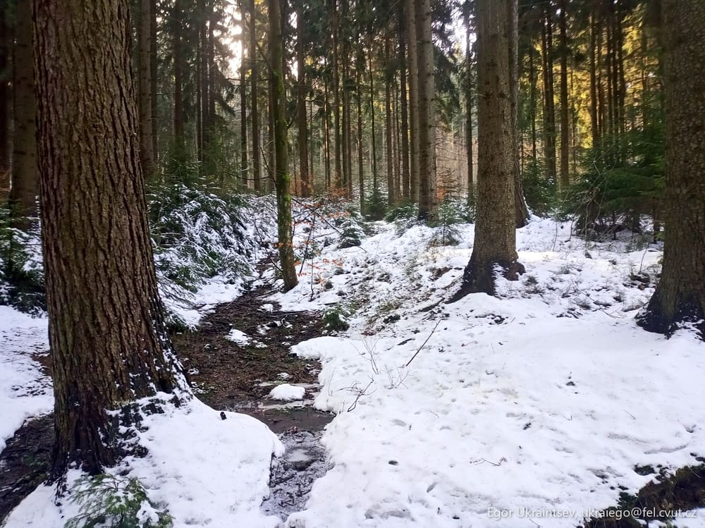 Snowy trail in the woods