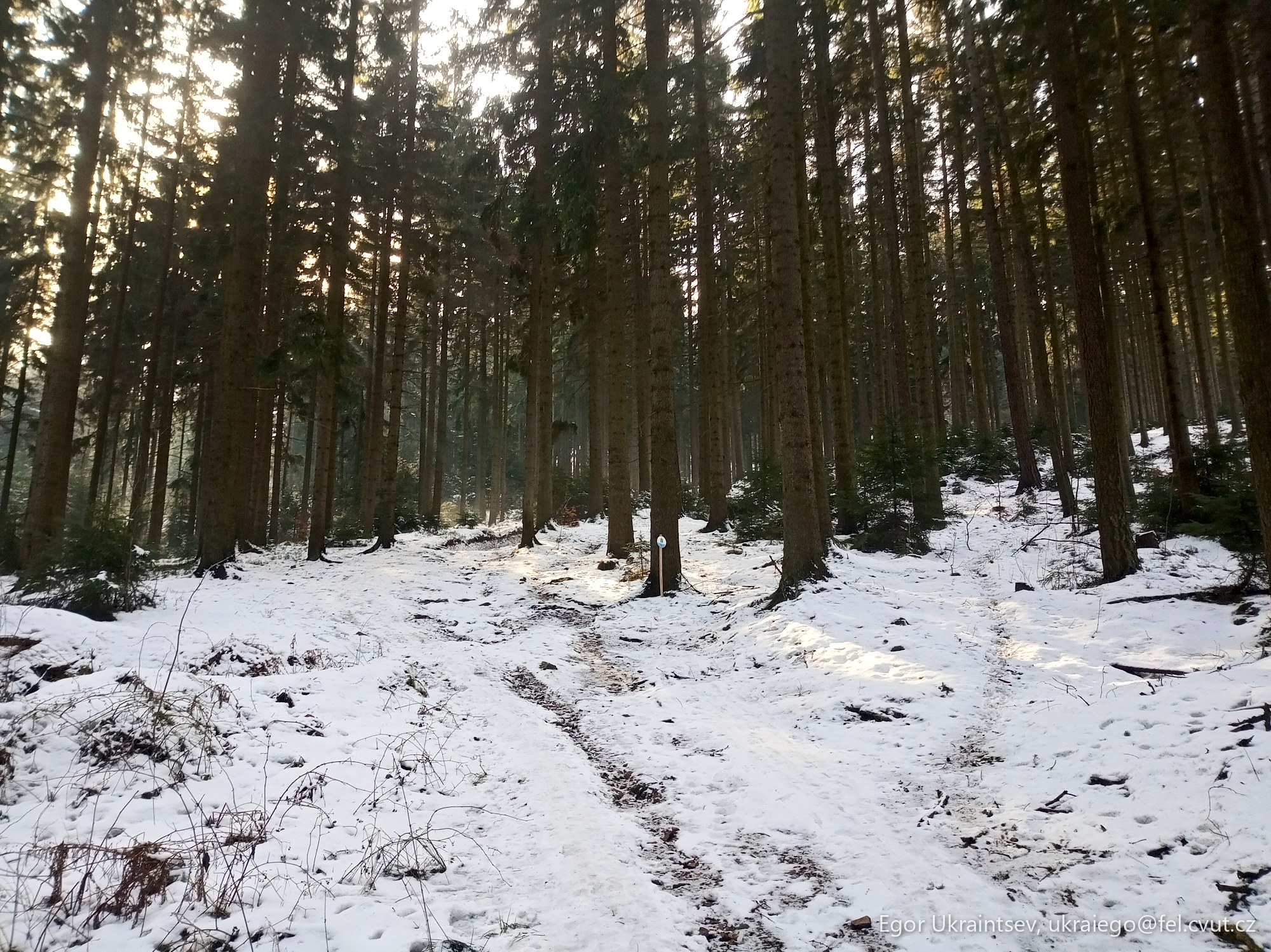 Snowy path in the woods