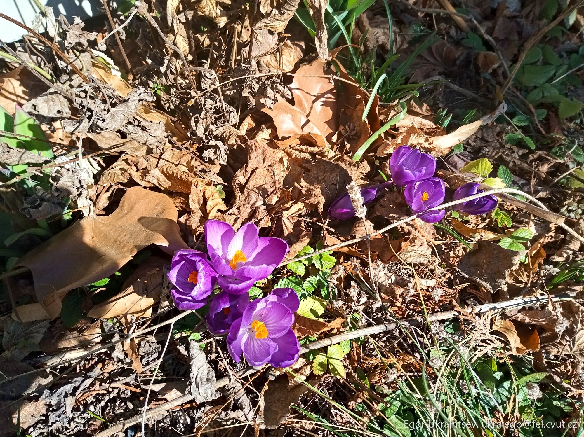 Purple crocy flowers