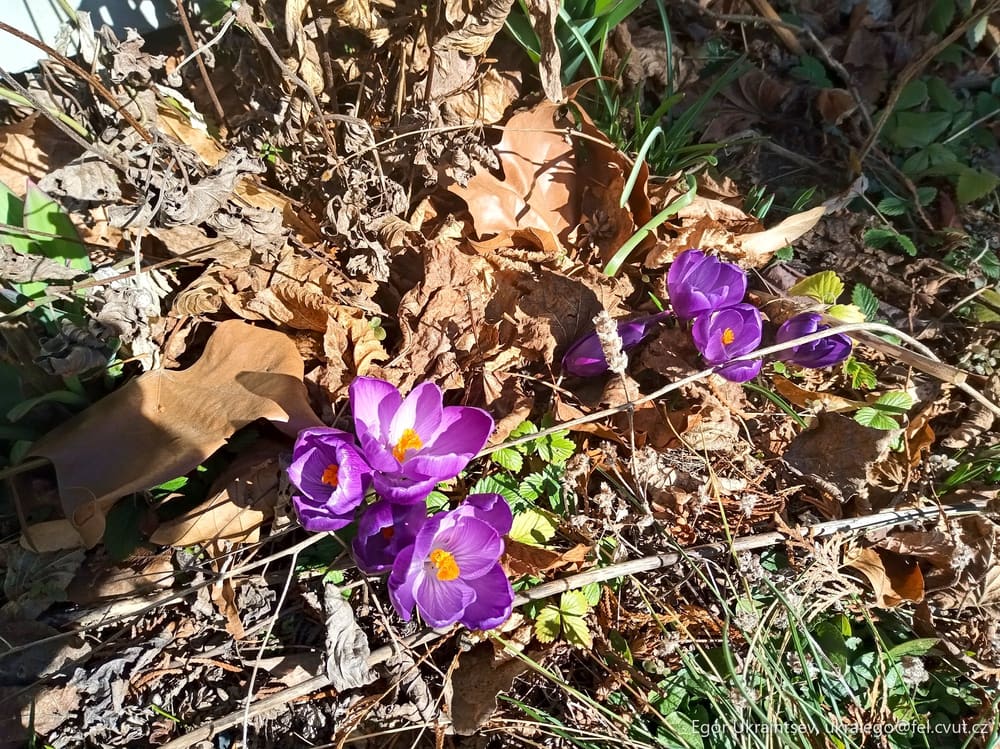 Purple crocy flowers