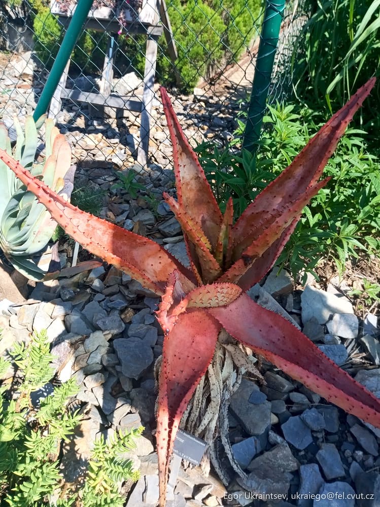 Red star plant