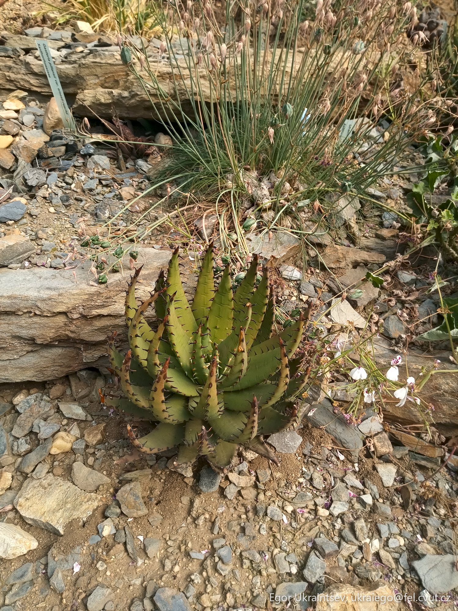 Cactus in the desert