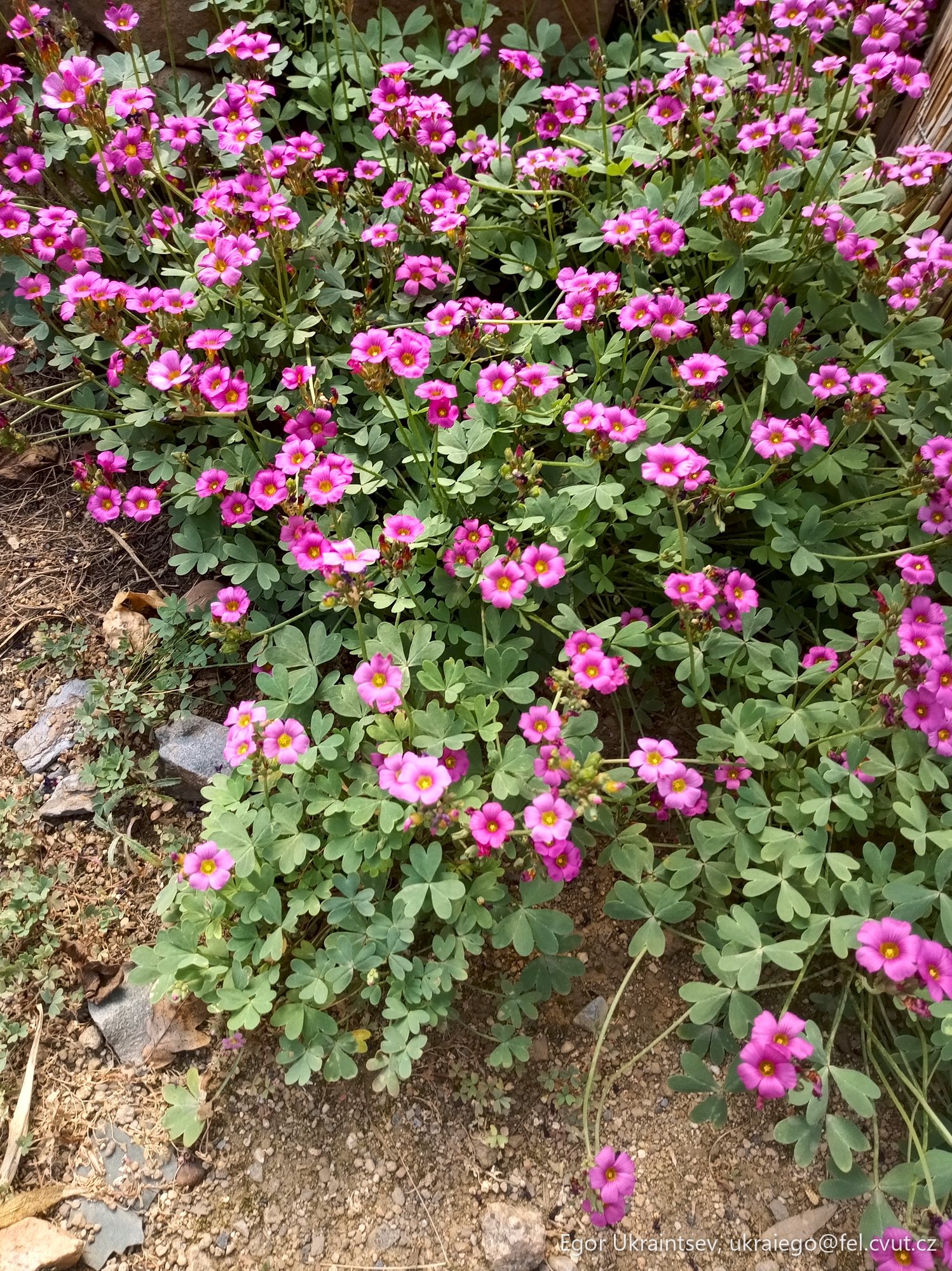 Pink flowers growing