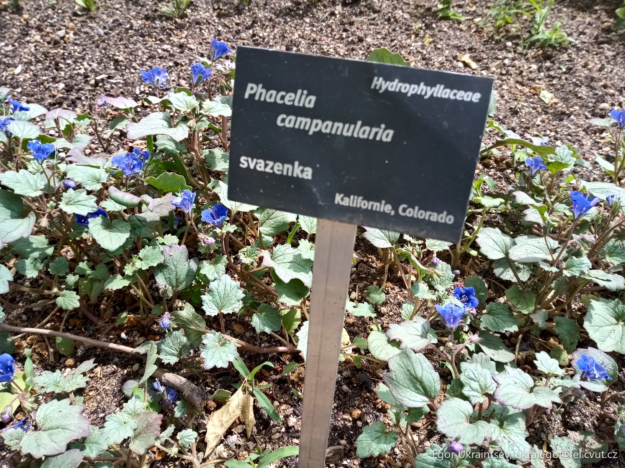 Plant with blue flowers