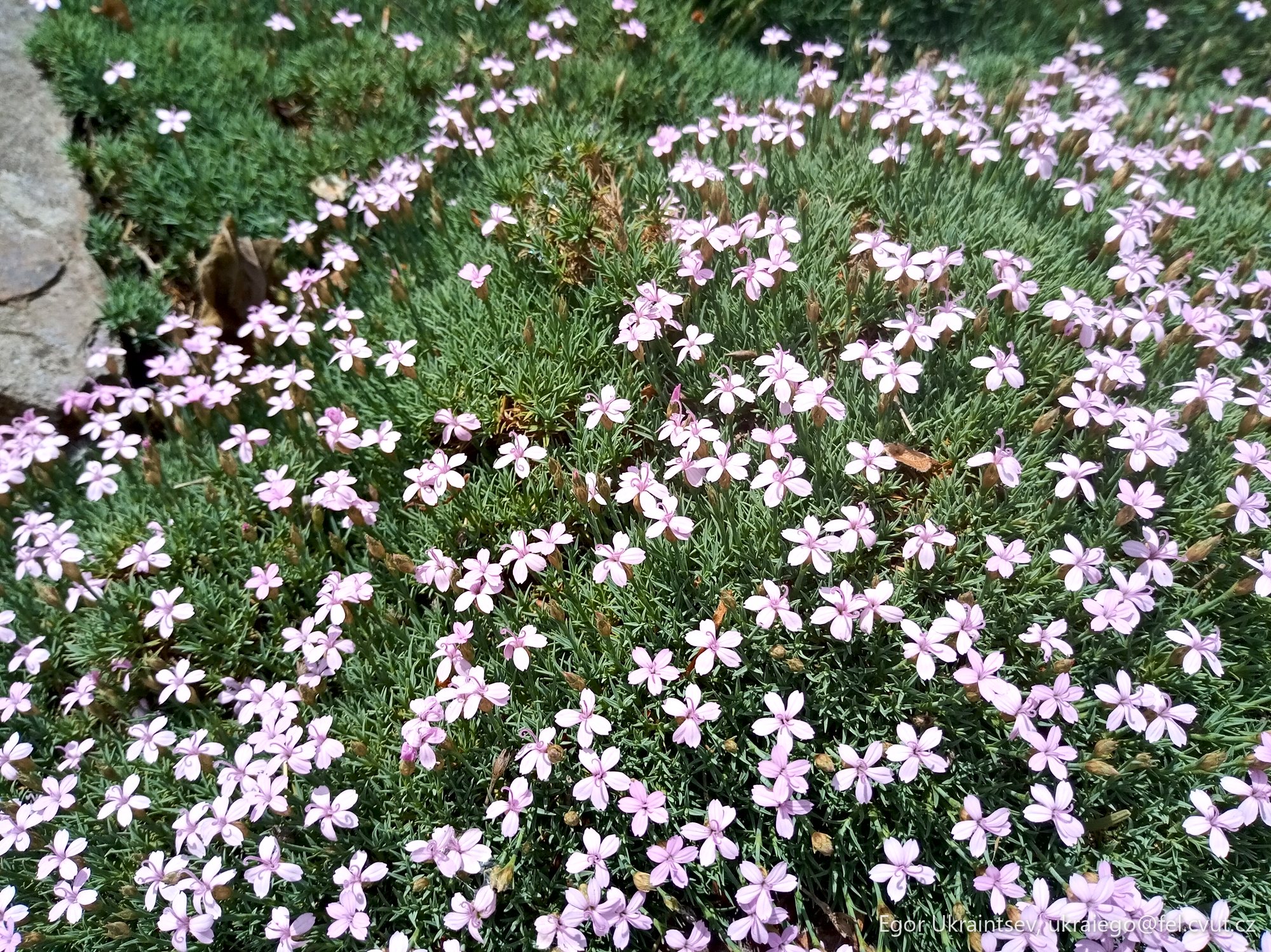 Small pink flowers growing