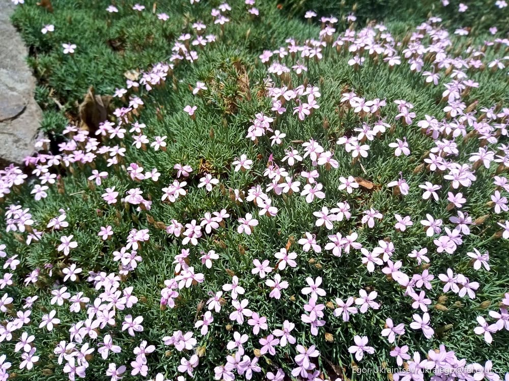 Small pink flowers growing