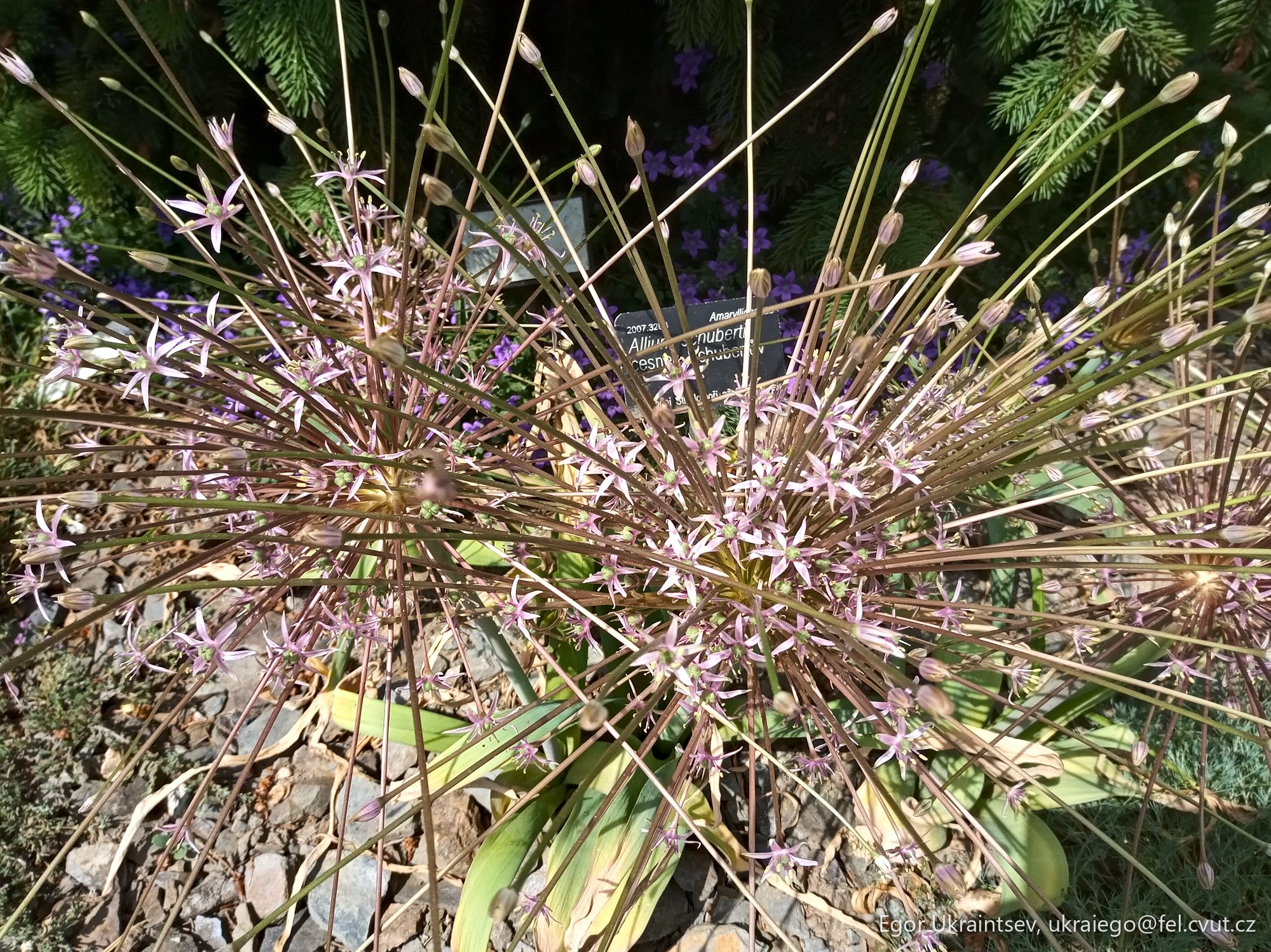 Purple flowers in the garden