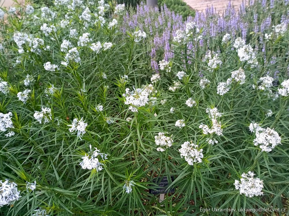 White flowers in a garden