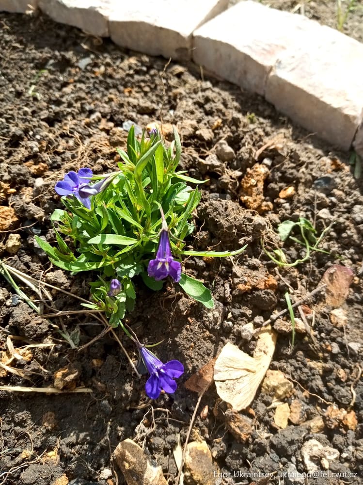 Purple flowers growing