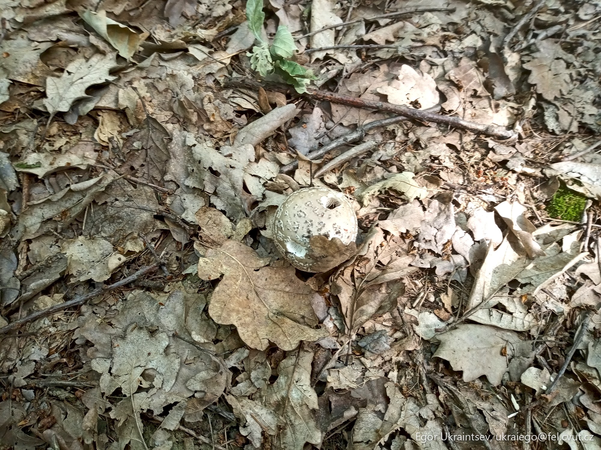 Leaves on the forest floor
