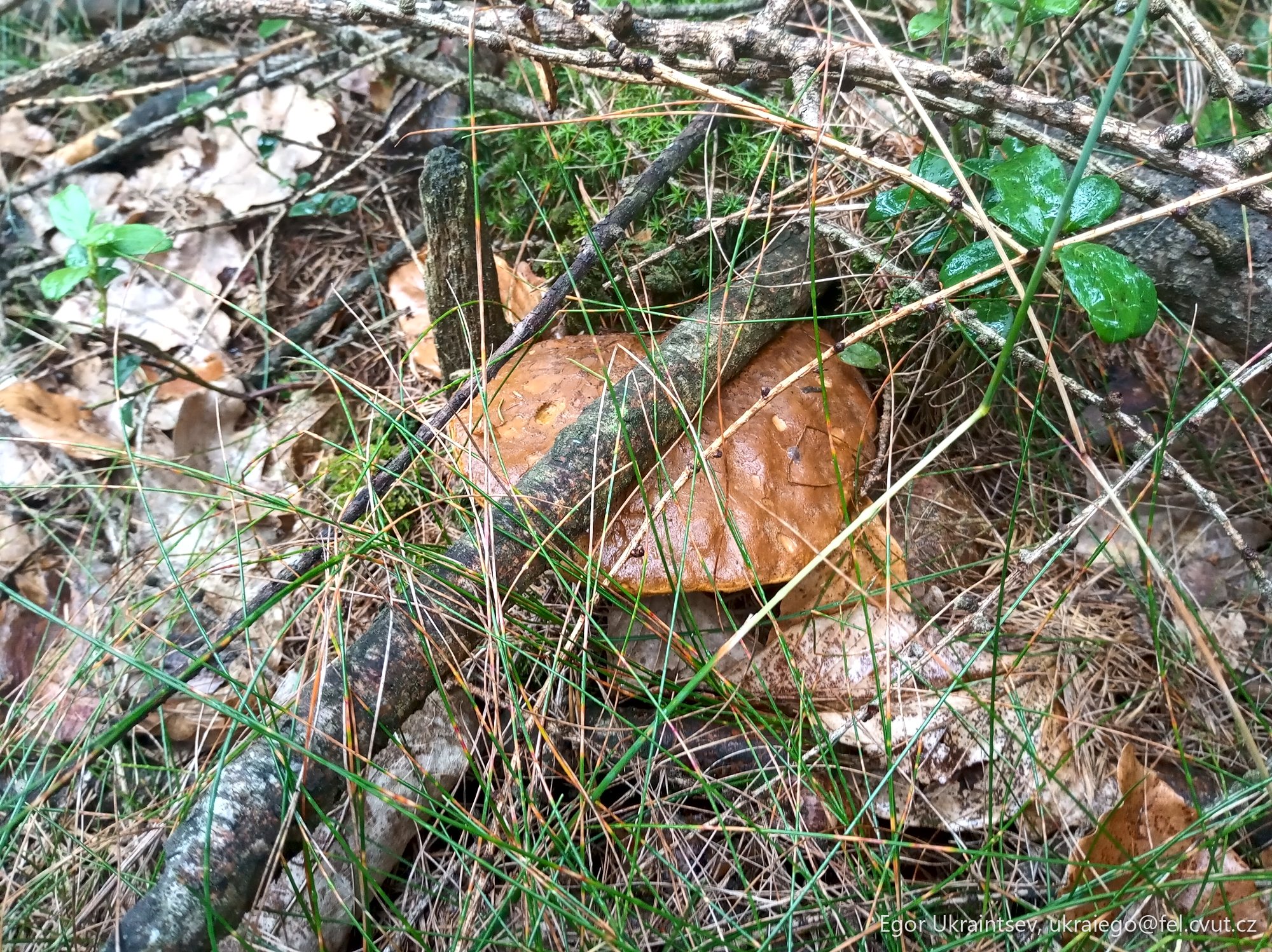 Leaf on the forest floor