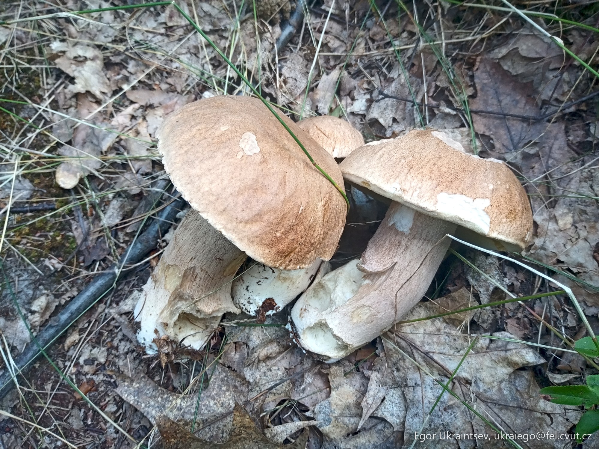 Mushrooms on the ground