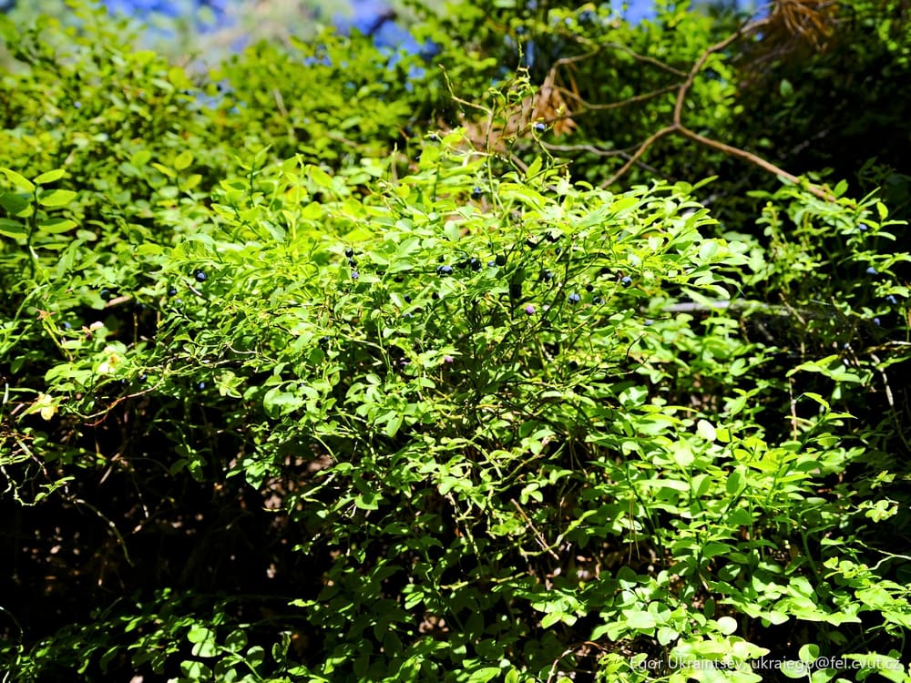 Green bush with blue sky