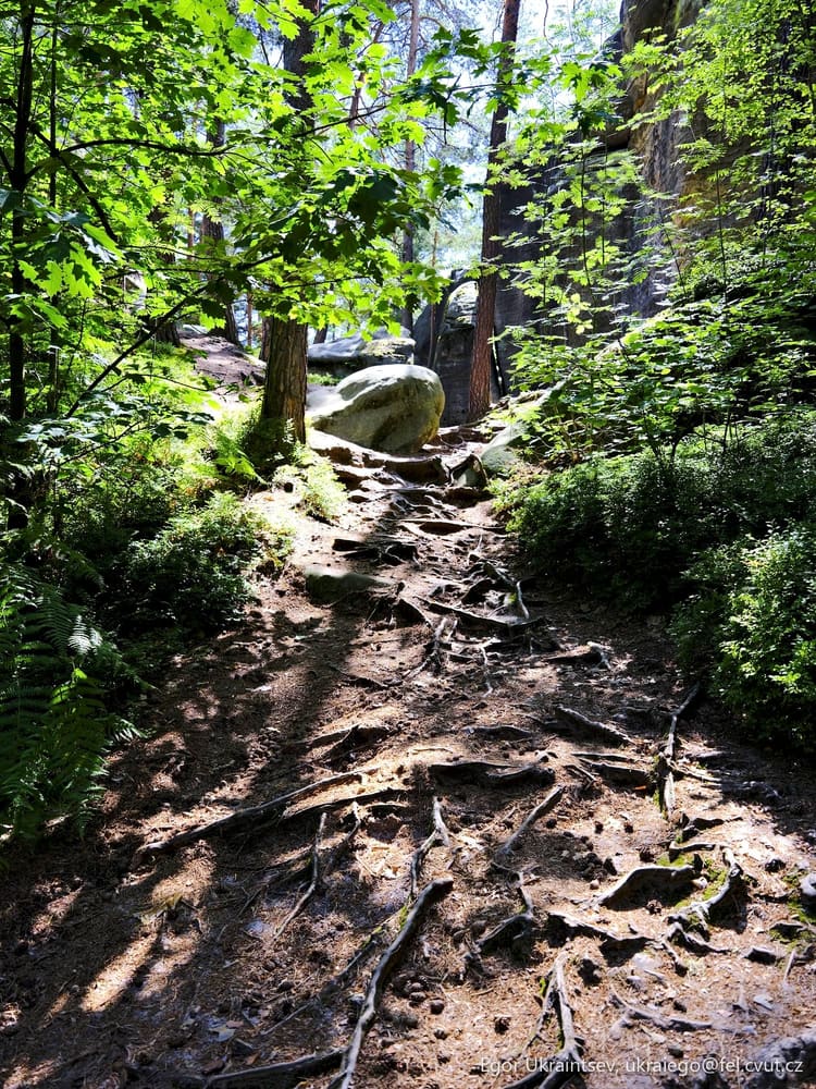 Trail in the woods