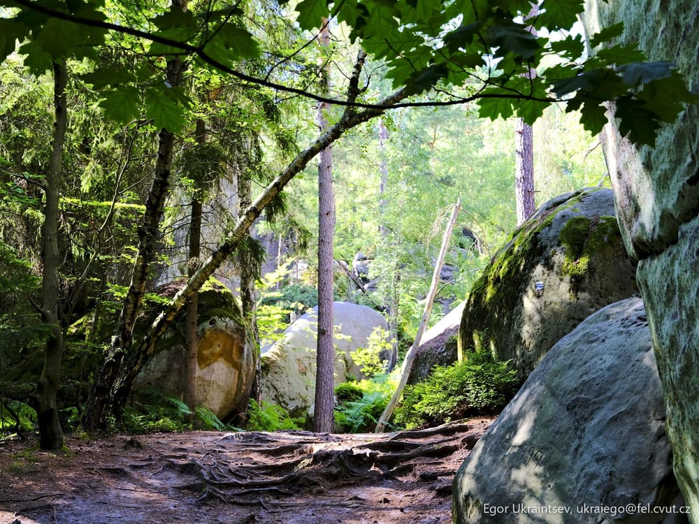 Rocks and trees
