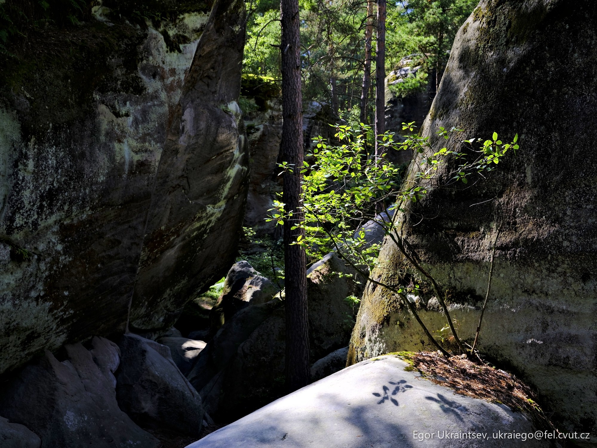 Rocks and trees
