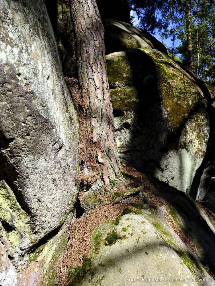Tree growing on a rock
