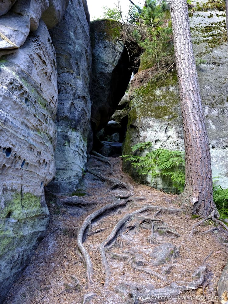Tree growing in a rock