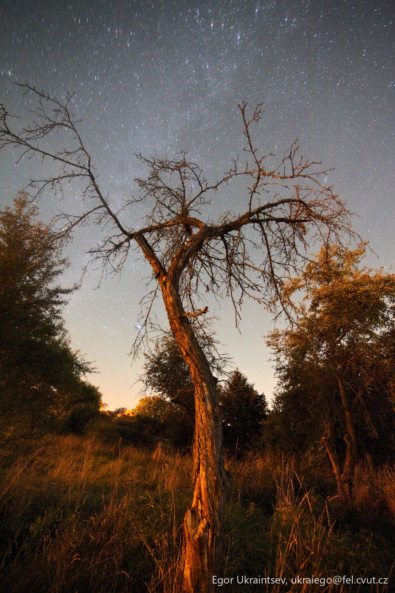 Tree at night