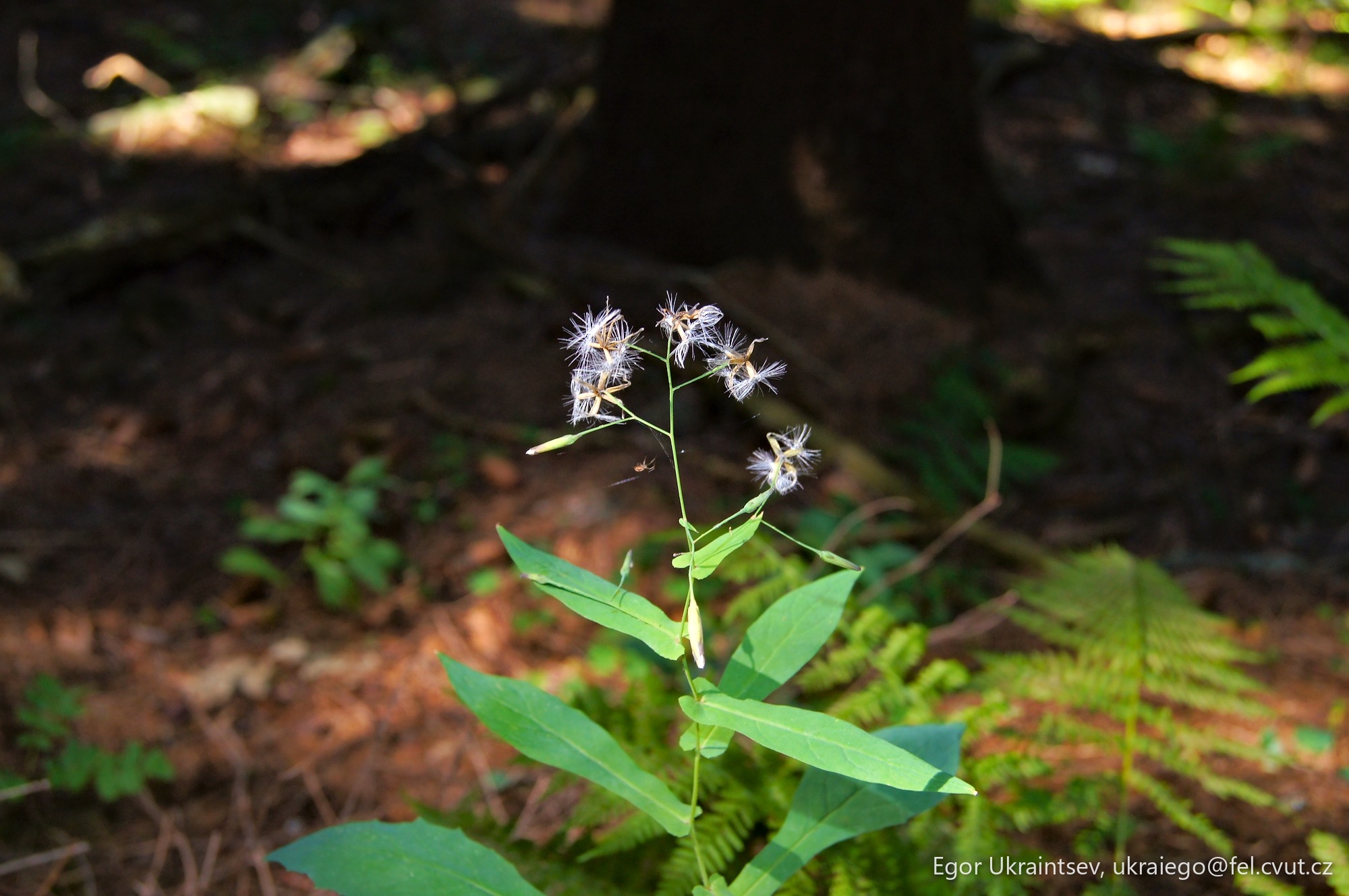 Flower in the forest