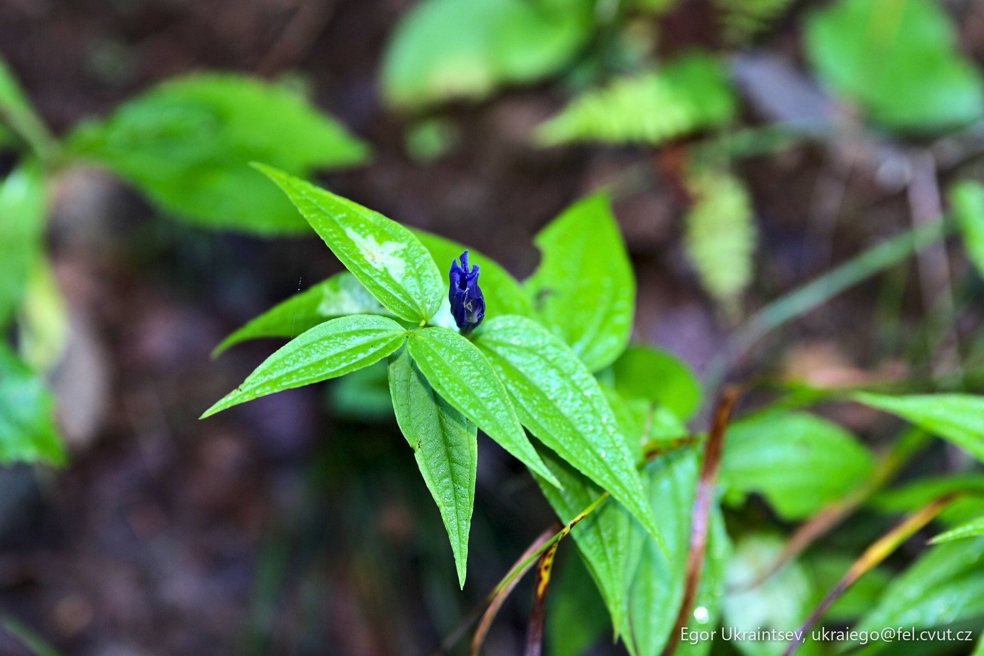 Leaf with water droplets