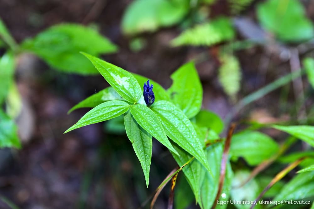 Leaf with water droplets