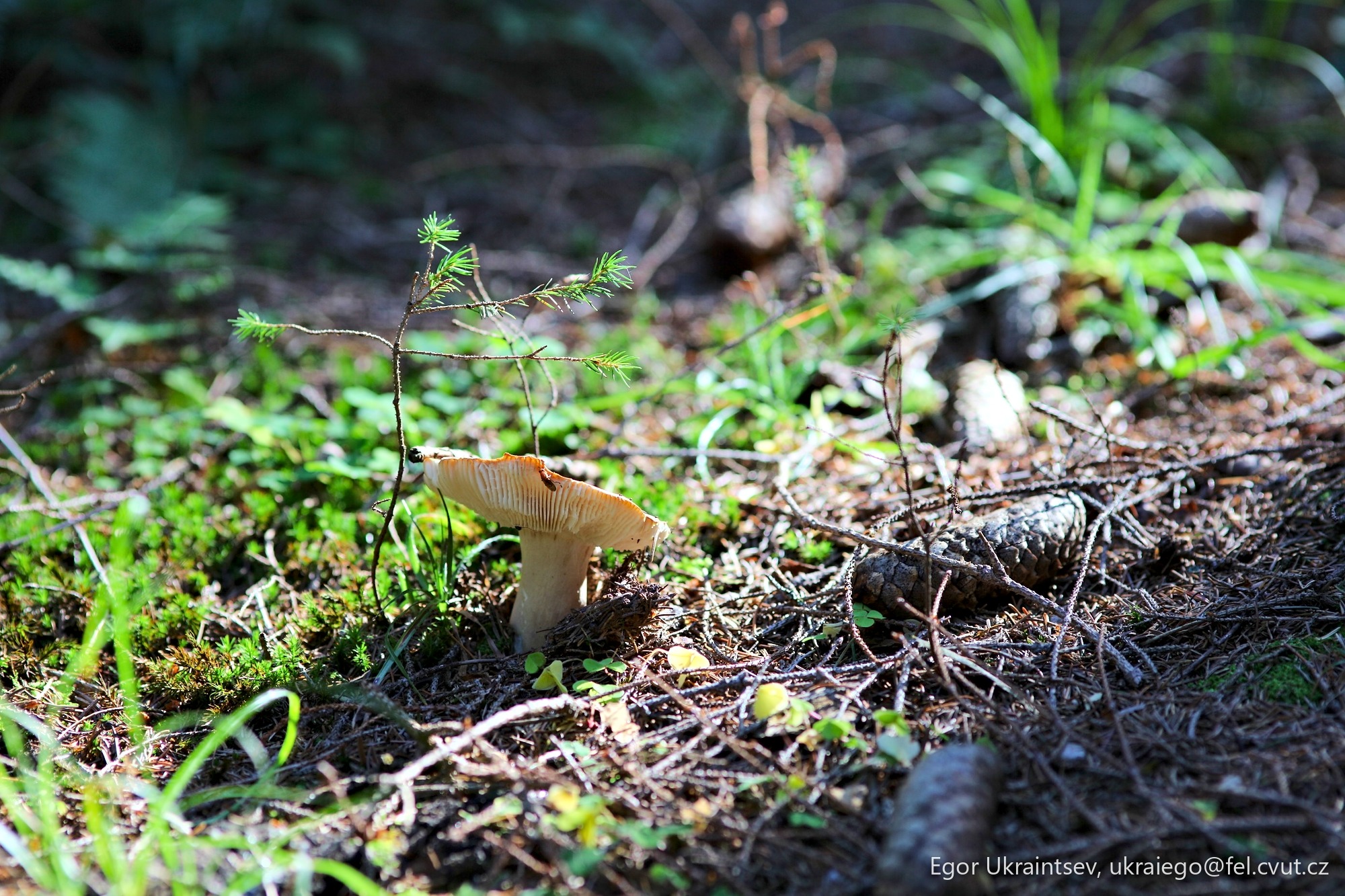 Mushroom on the forest floor