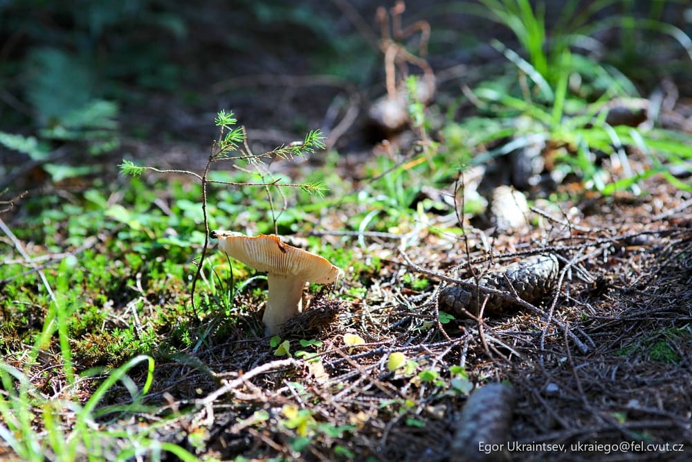 Mushroom on the forest floor