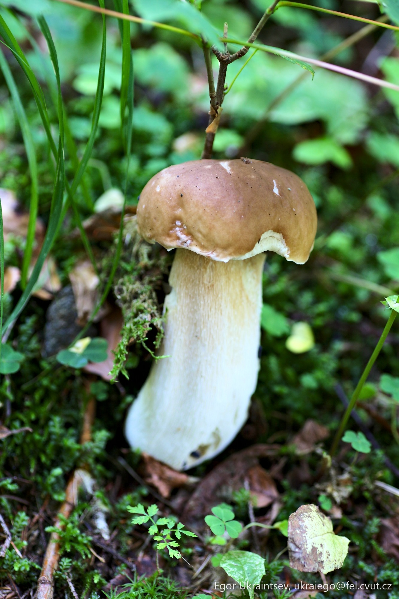 Mushroom growing in the forest
