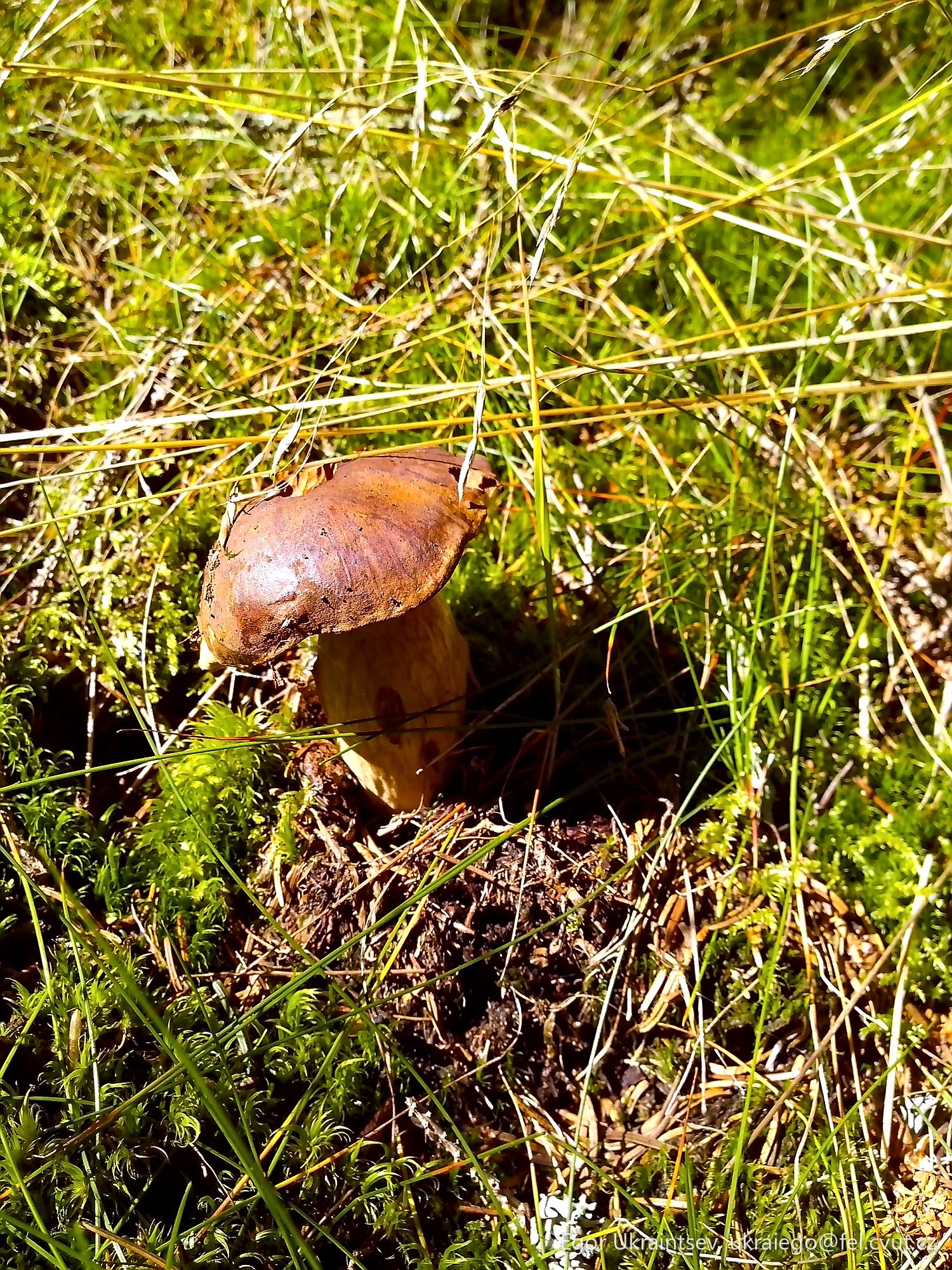 Mushroom in the grass