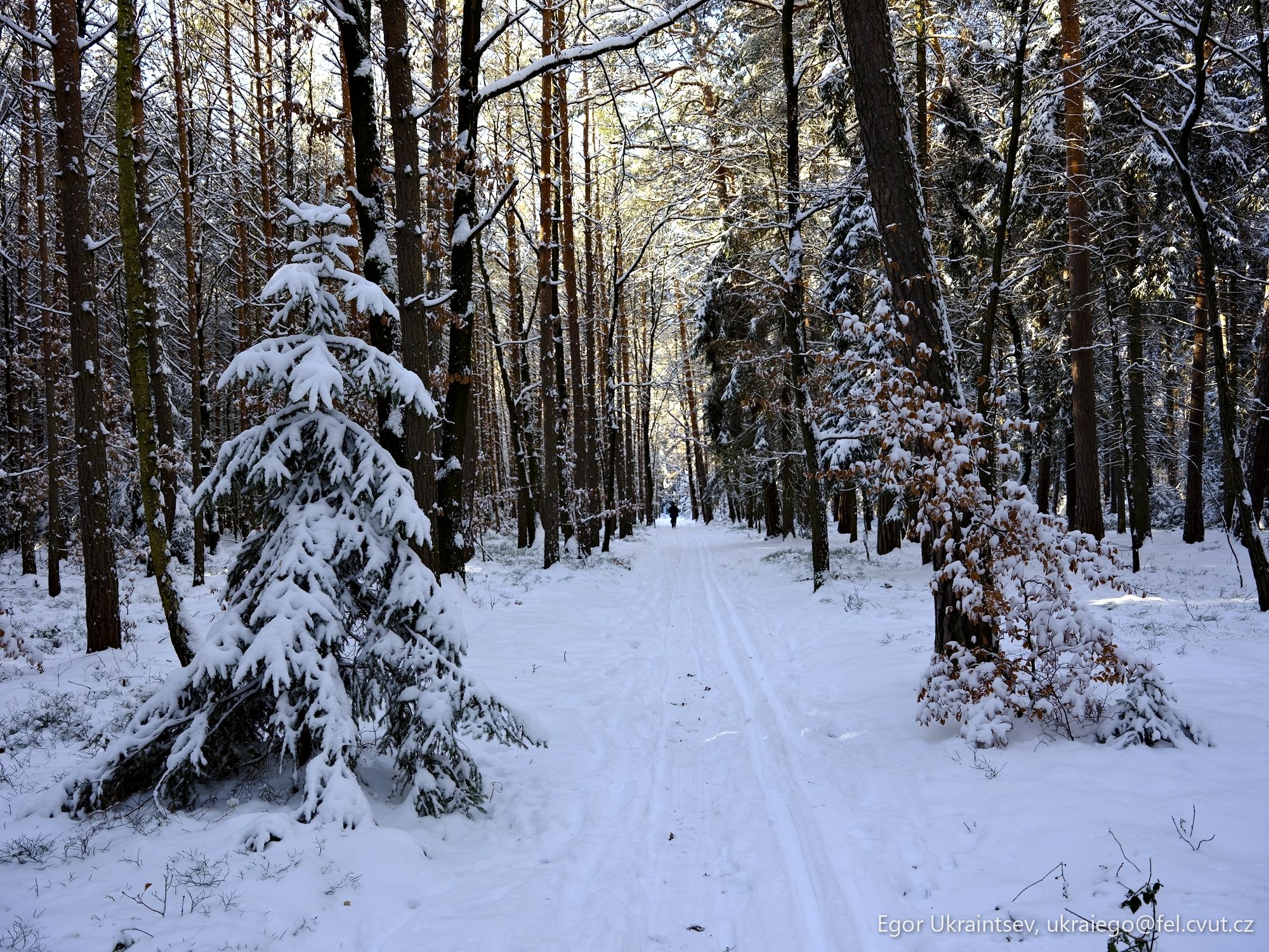 Snowy path in the woods